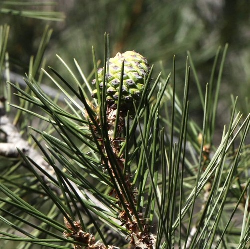 Pinus gerardiana kohistan - pinus, 'kohistan'